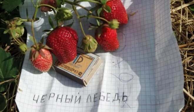 Клубника черный лебедь фото описание Клубника Черный Лебедь: описание сорта, фото, отзывы