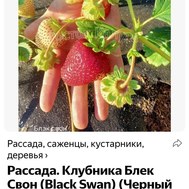 Клубника черный лебедь фото описание Садовая земляника - купить в Сиверском, цена 250 руб., продано 8 сентября 2023 -