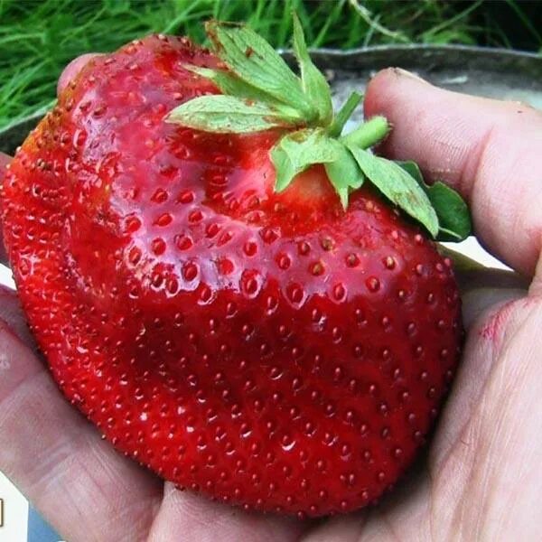 Клубника чудо мира описание сорта фото Клубника Камрад Победитель купить саженцы в интернет магазине Сады-Эдема