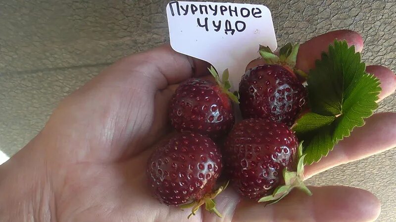 Клубника чудо мира описание сорта фото Обсуждение растений из СЗ фриго, кокинская