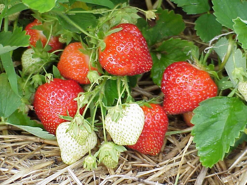 Клубника дали фото Strawberry IPM Newsletter No. 3 - June 3, 2022 - Cooperative Extension at Highmo