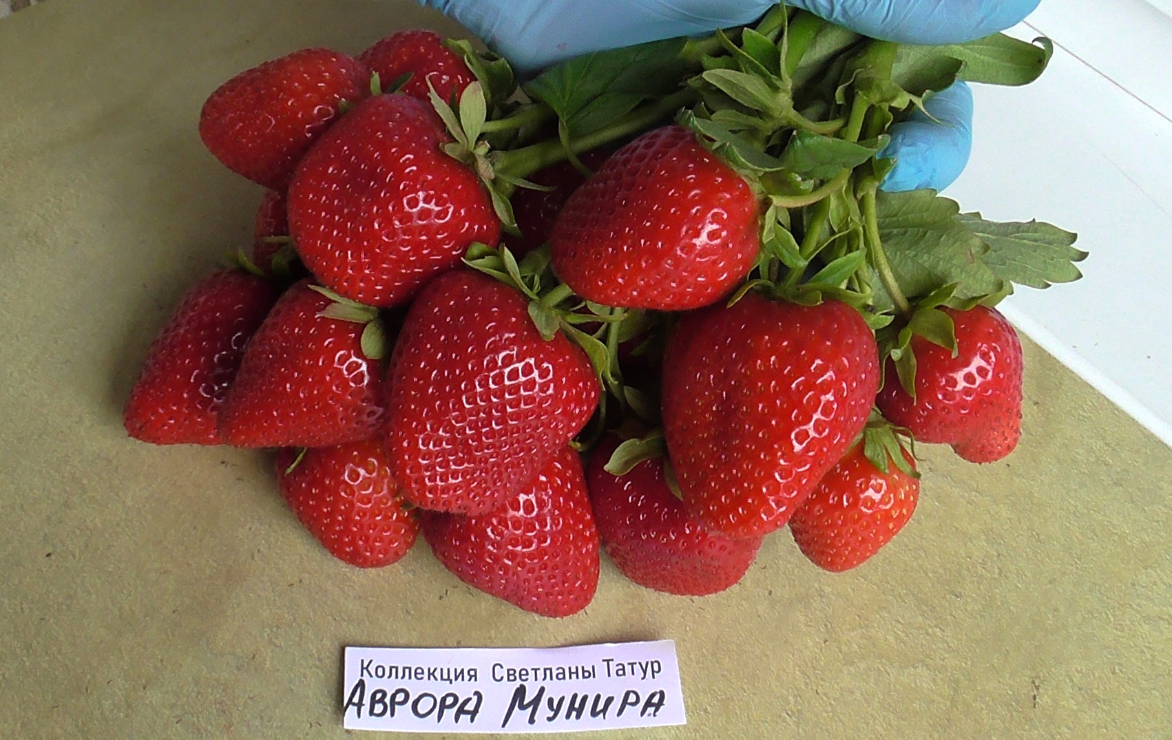 Клубника дали фото Саженцы клубники сорта Аврора Манира ( Aurora Manira) купить в Беларуси / Купить