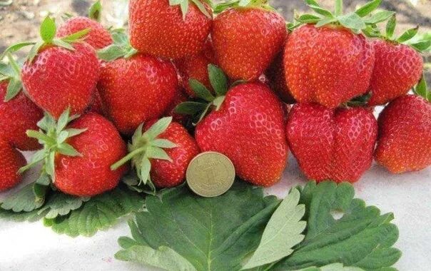 Клубника дарселект описание сорта фото Земляника крупноплодная ( виктория ) ДАРСЕЛЕКТ ( СРЕДНЕГО срока созревания ) ЦЕН