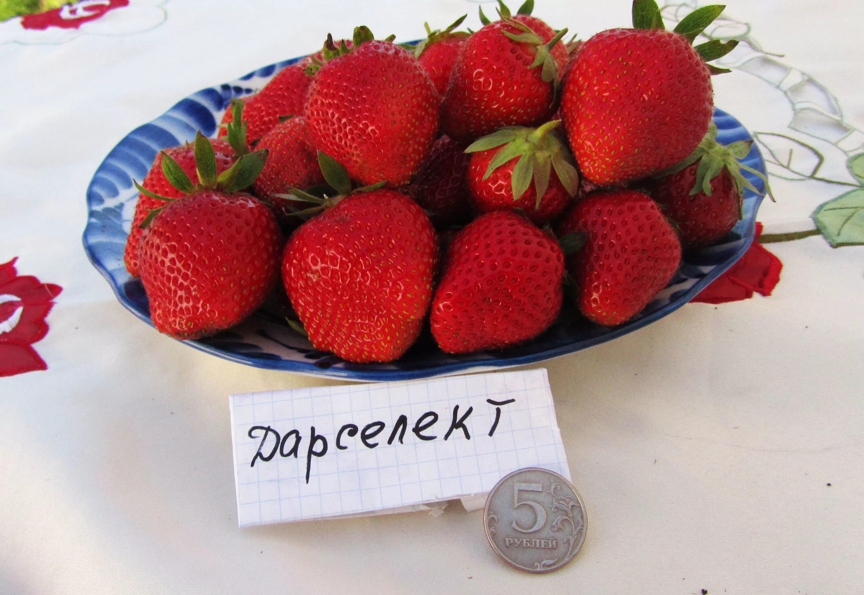 Клубника дарселект описание сорта фото Клубника дарселект: описание и характеристики сорта, посадка и уход, фото