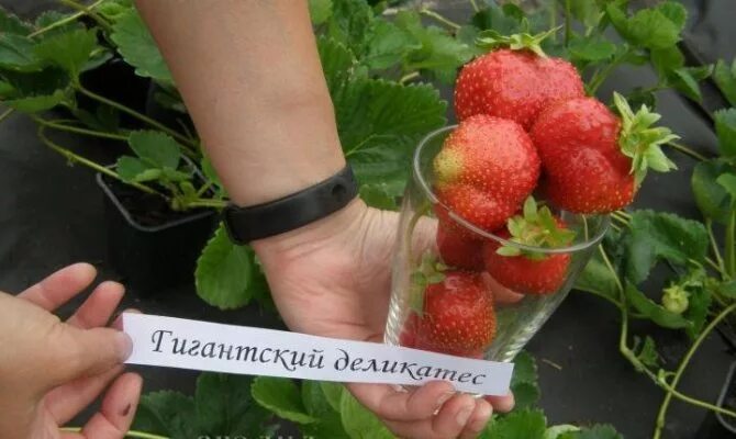Клубника деликатес описание сорта фото Саженцы клубники Гигантский деликатес купить в Москве по цене от 100 до 170 руб.