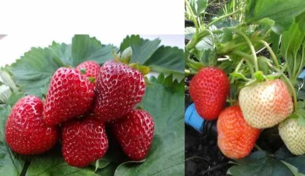 Клубника диамант описание сорта фото Сорта ремонтантной клубники