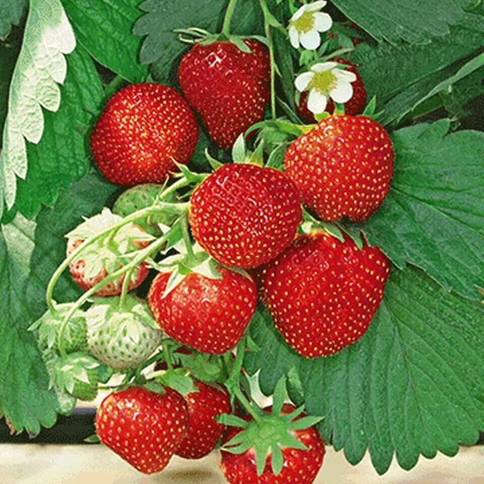 Клубника диамант описание сорта фото Земляника Диамант - Каталог - Sadko-Plant.ru