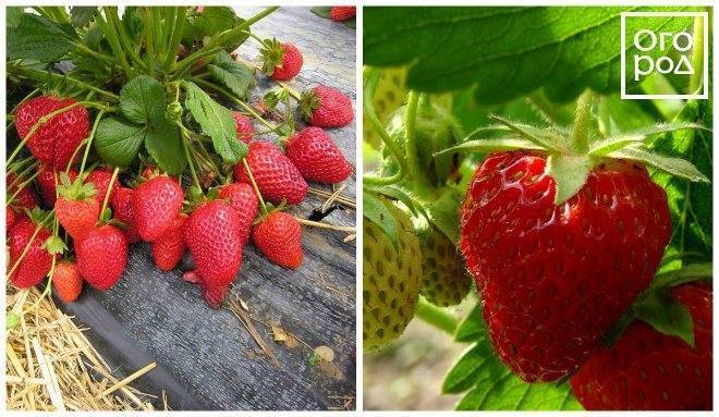 Клубника диамант описание сорта фото Клубника Диамант: описание сорта, фото, отзывы