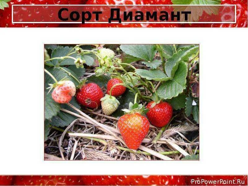 Клубника диамант описание сорта фото Клубника Диамант: описание и характеристики сорта, условия выращивания, отзывы