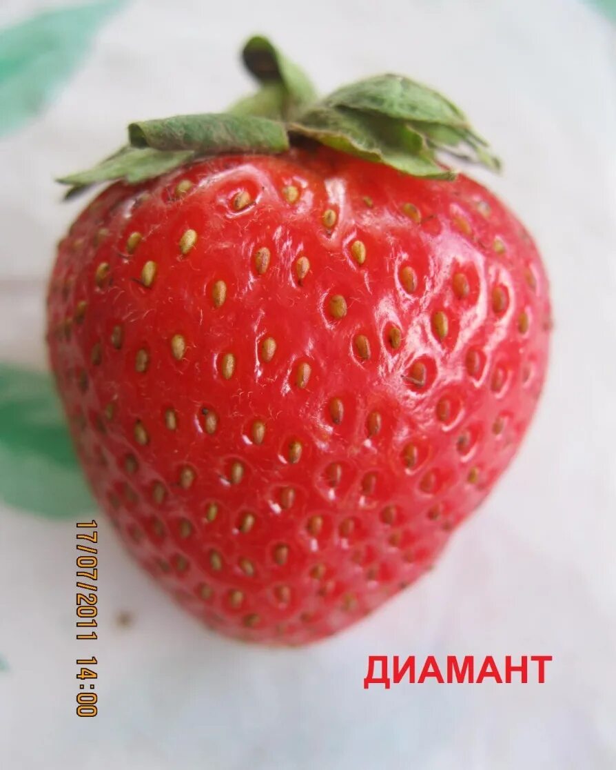 Клубника диамант описание сорта фото Клубника диамант - Roleton.ru