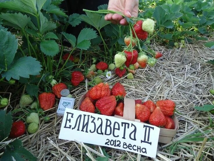 Клубника елизавета 2 фото Земляника Королева Елизавета II. Фото с сайта fermers.ru Клубника, Растения, Пос