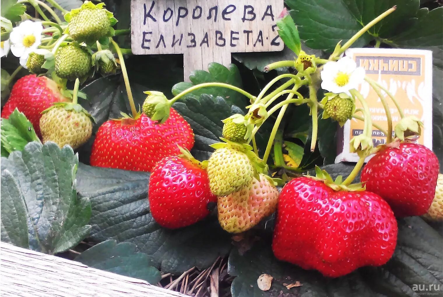 Клубника елизавета описание фото отзывы садоводов Земляника садовая крупноплодная Елизавета - II , 5 семян Дачная Коллекция
