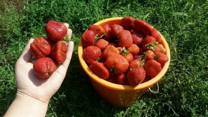 Клубника елизавета описание фото отзывы садоводов Неактивно