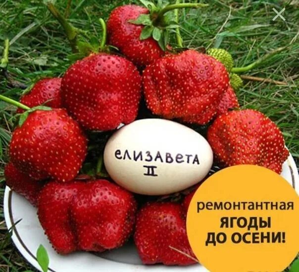 Клубника елизавета описание фото отзывы садоводов Продам усы клубники в горшках с хорошей корневой . сорт Елизавета ремонтантная я
