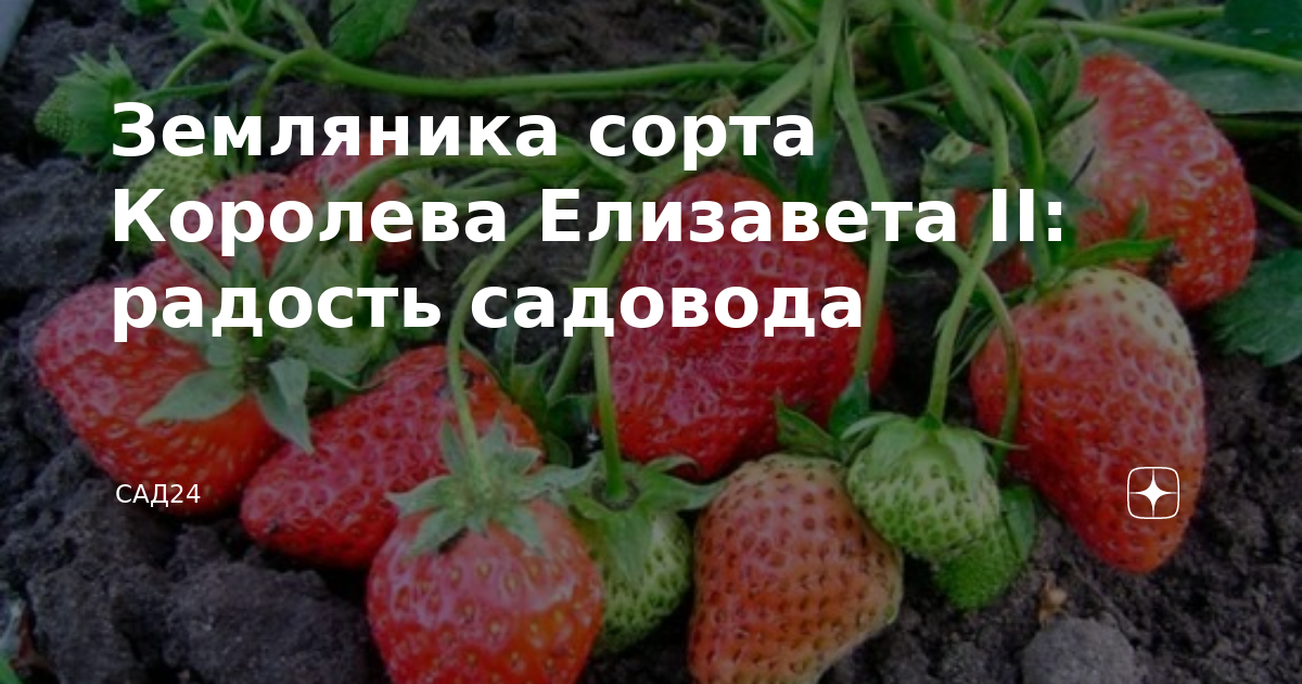 Клубника елизавета описание фото отзывы садоводов Земляника сорта Королева Елизавета II: радость садовода Сад24 Дзен