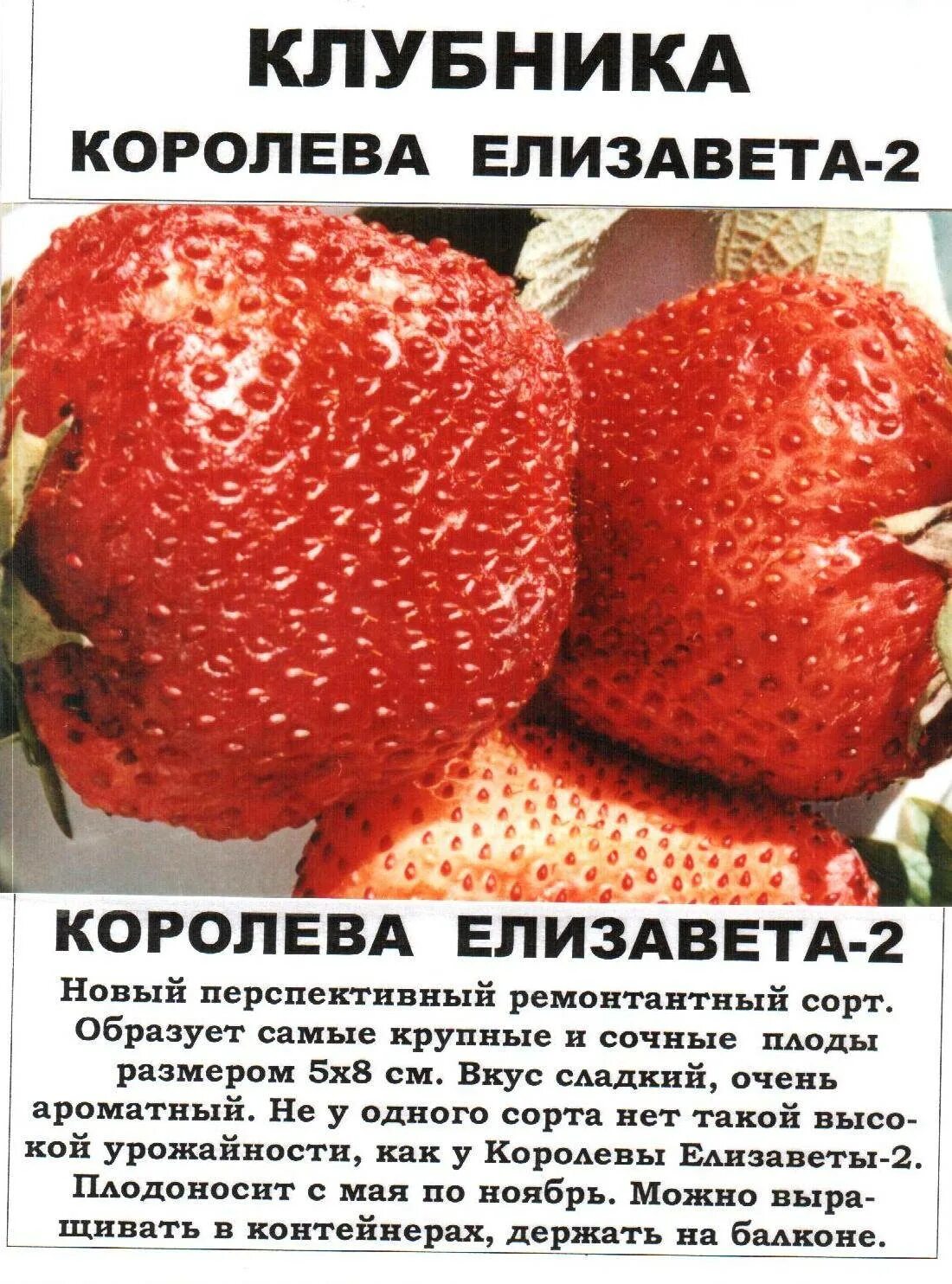 Клубника елизавета описание фото отзывы садоводов Клубника описание eCookie.ru