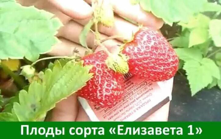 Клубника елизавета описание фото отзывы садоводов Клубника Елизавета 2: описание сорта, фото и отзывы - Goodogorod.ru