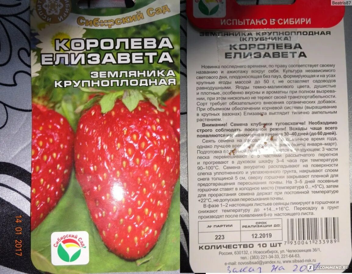 Клубника елизавета описание сорта фото отзывы садоводов Семена - Земляника крупноплодная "Королева Елизавета" Сибирский сад - "Как вырас