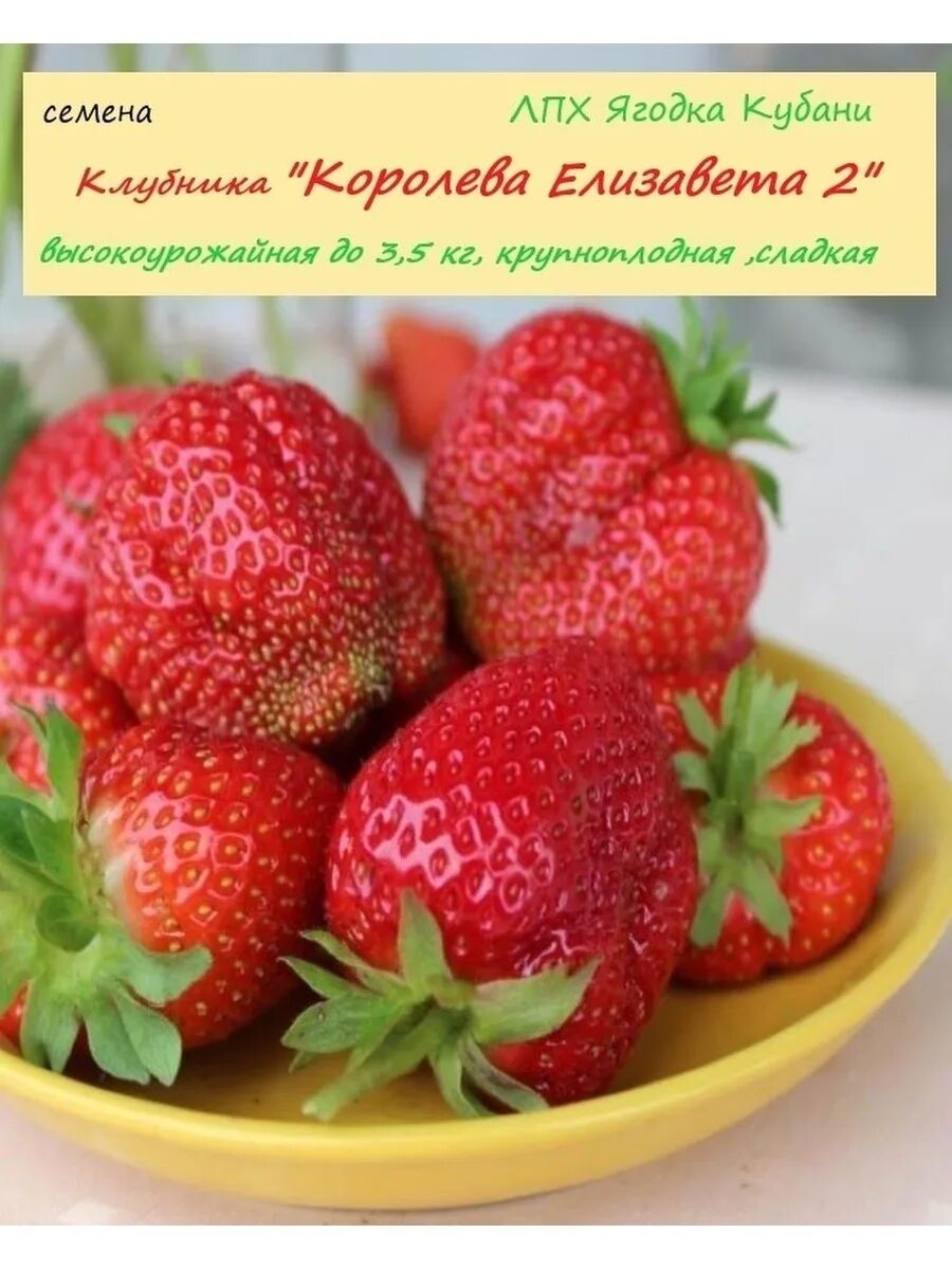 Клубника елизавета описание сорта фото отзывы садоводов Клубника "Королева Елизавета 2" , семена 30 шт. ЛПХ Ягодка Кубани 29222434 купит