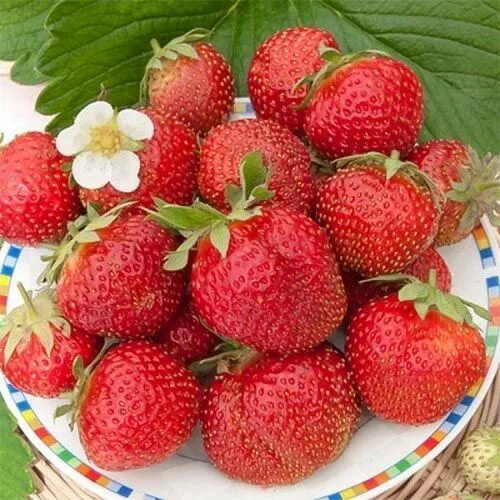 Клубника эльвира фото отзывы Клубни Земляника и клубника Фруктория купить по выгодной цене в интернет-магазин