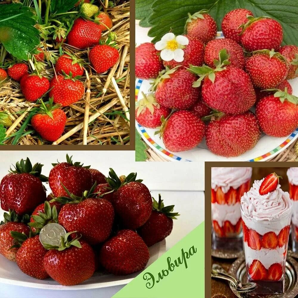 Клубника эльвира фото отзывы Земляника эльвира садовая (клубника) 2л (Strawberries Elvira) - купить в интерне