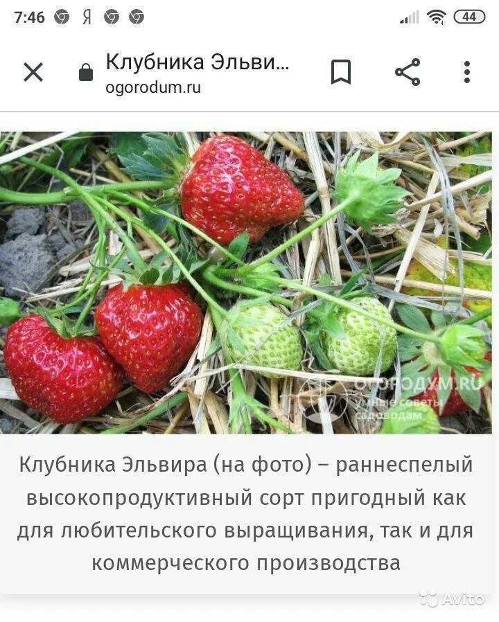 Клубника эльвира фото отзывы Клубника Эльвира: описание сорта, особенности выращивания и ухода, отзывы
