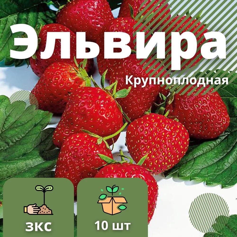 Клубника эльвира фото отзывы Клубника Эльвира самоопыляемая крупноплодная без кислинки 10 штук саженцев - куп
