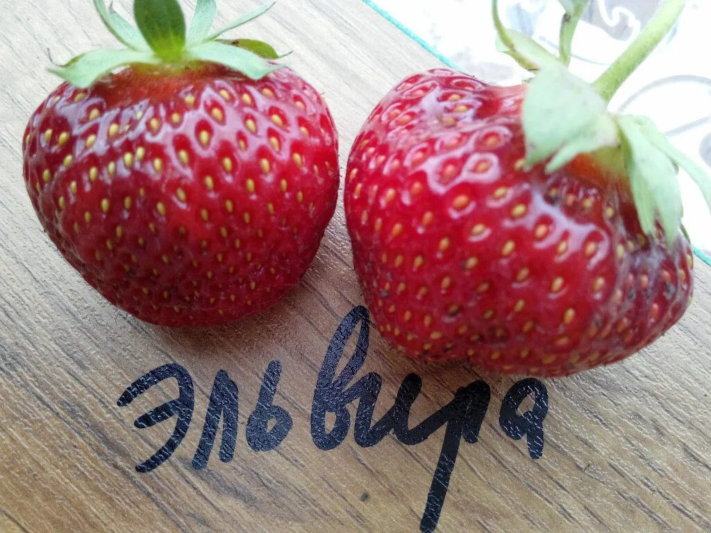 Клубника эльвира фото отзывы Земляника садовая Elvira (8шт) купить, отзывы, фото, доставка - sp-garden.ru cов