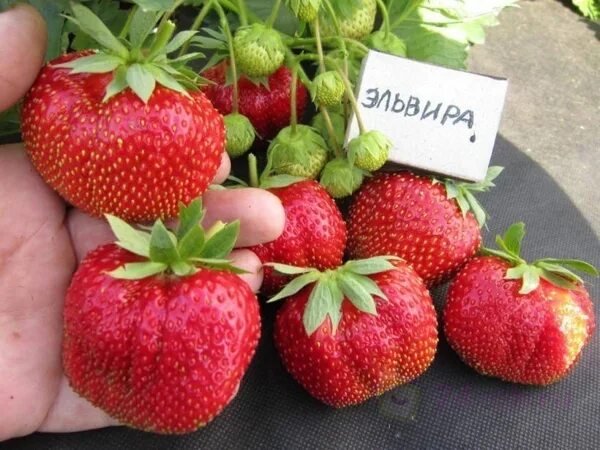 Клубника эльвира фото отзывы Земляника садовая Эльвира 5шт,ранний, крупноплодный / 24-OK.RU - Клуб уСПешных п