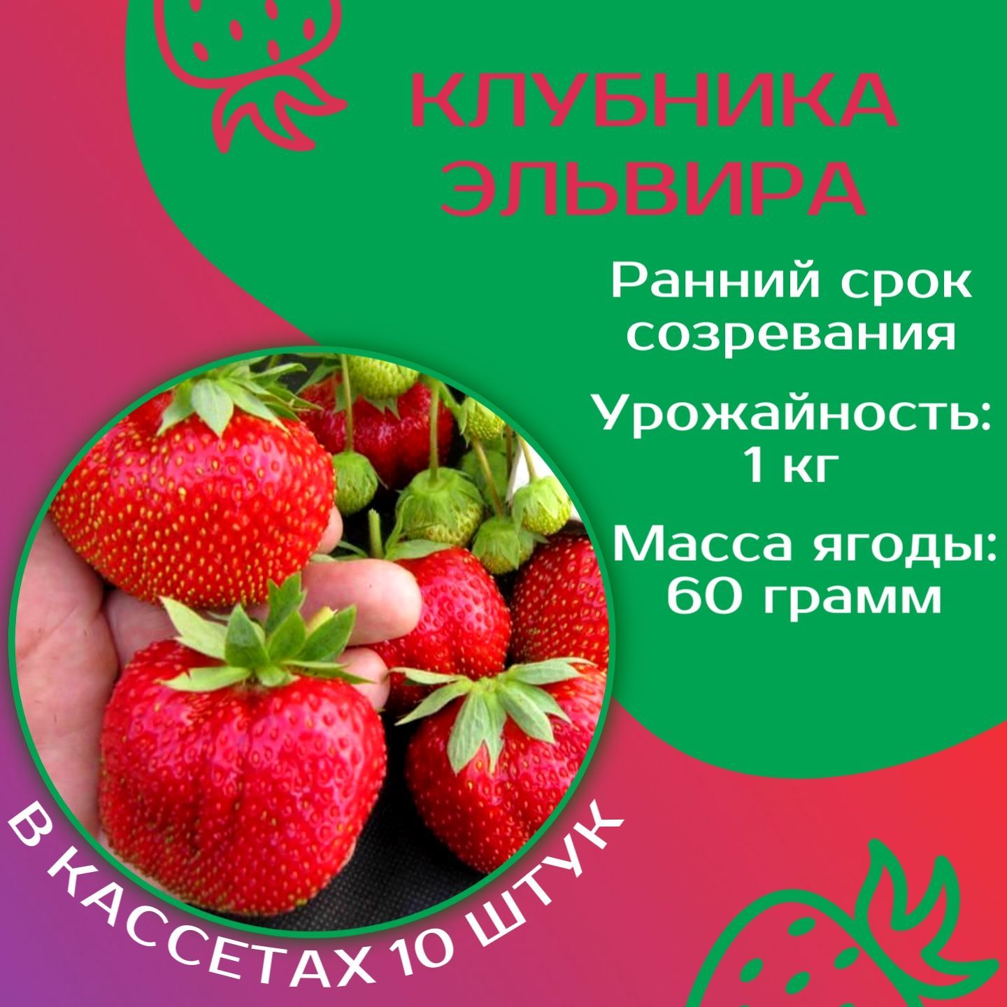 Клубника эльвира фото отзывы Клубника Шебекенский эльв10 - купить по выгодным ценам в интернет-магазине OZON 