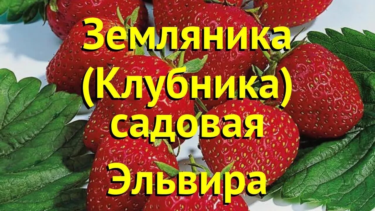 Клубника эльвира фото отзывы Земляника садовая Эльвира. Краткий обзор, описание характеристик fragaria ananas