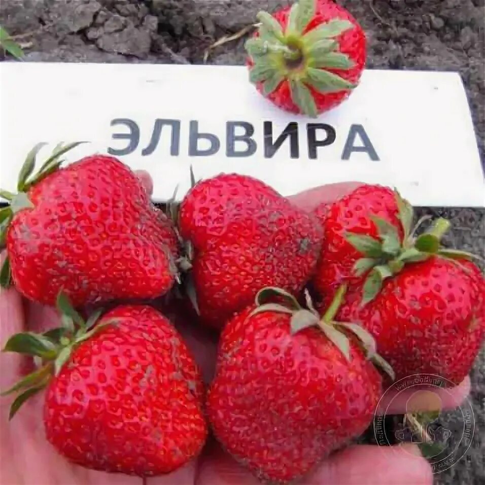 Клубника эльвира описание фото Саженцы Земляника Эльвира (Fragaria Elvira) купить в Москве по низкой цене из пи