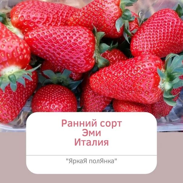 Клубника эми фото 4+16//Эми 65 ₽/штЗаказ кратно 4шт. Фотография из альбома Клубника, Весна 2024 - 
