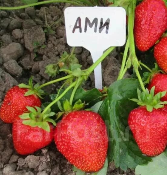 Клубника эми фото Рассада раннеспелого сорта клубники Ами, новый, под заказ. Цена: 85 ₽ во Владиво