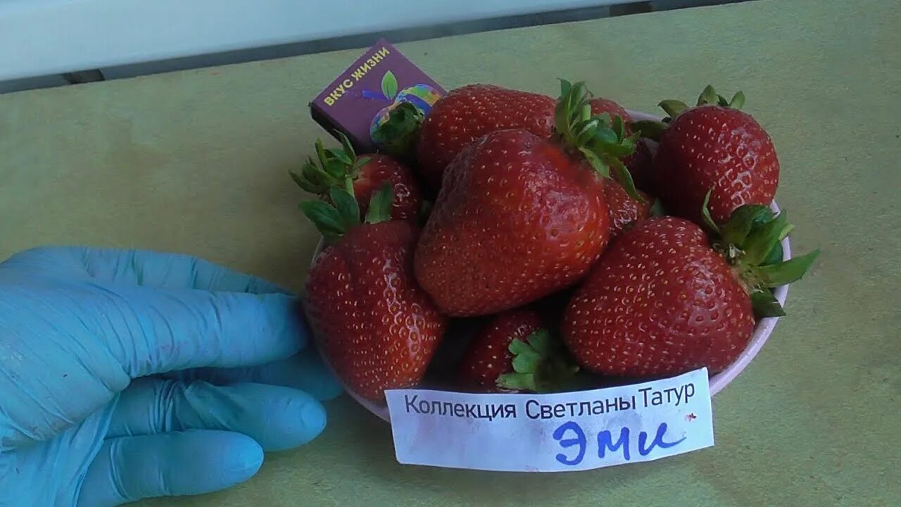 Клубника эми фото ЭМИ - ранний сорт клубники, новинка 19 года. - YouTube