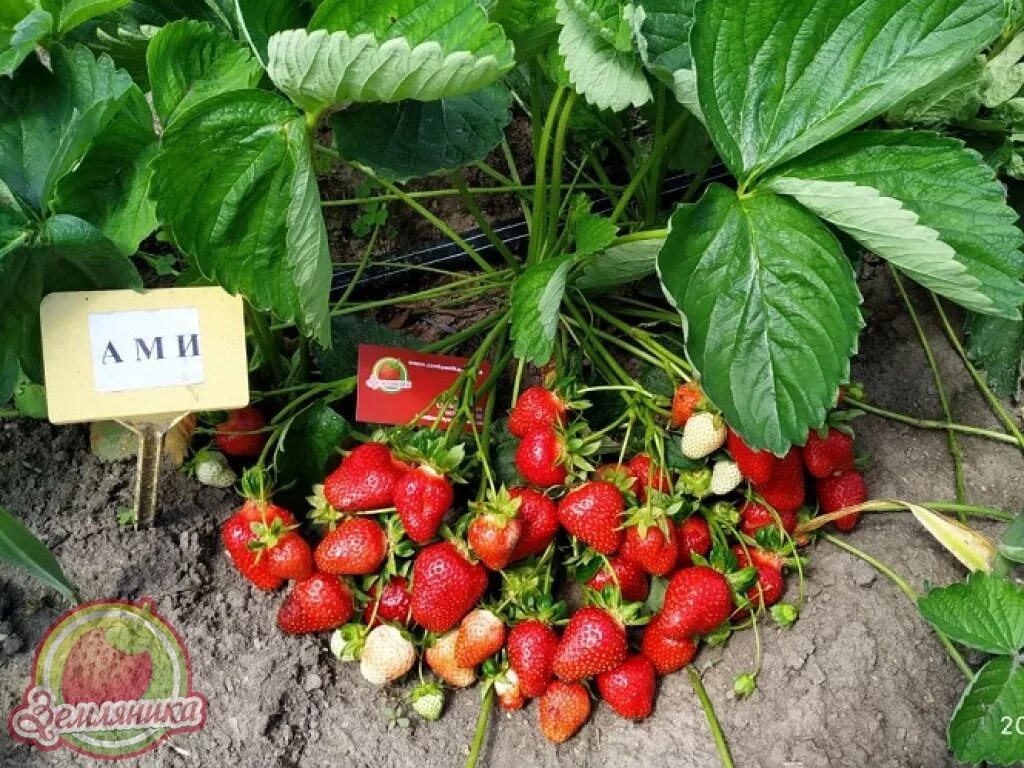 Клубника эми фото Земляника садовая крупноплодная Ами (Эми), 1 саженец в контейнере Дачная Коллекц