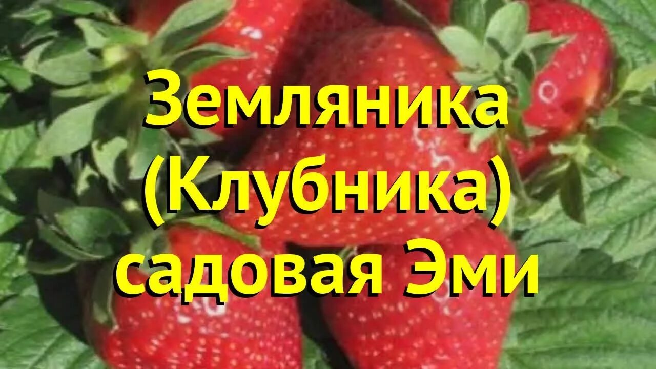 Клубника эми фото Земляника садовая Эми. Краткий обзор, описание характеристик fragaria ananassa Э