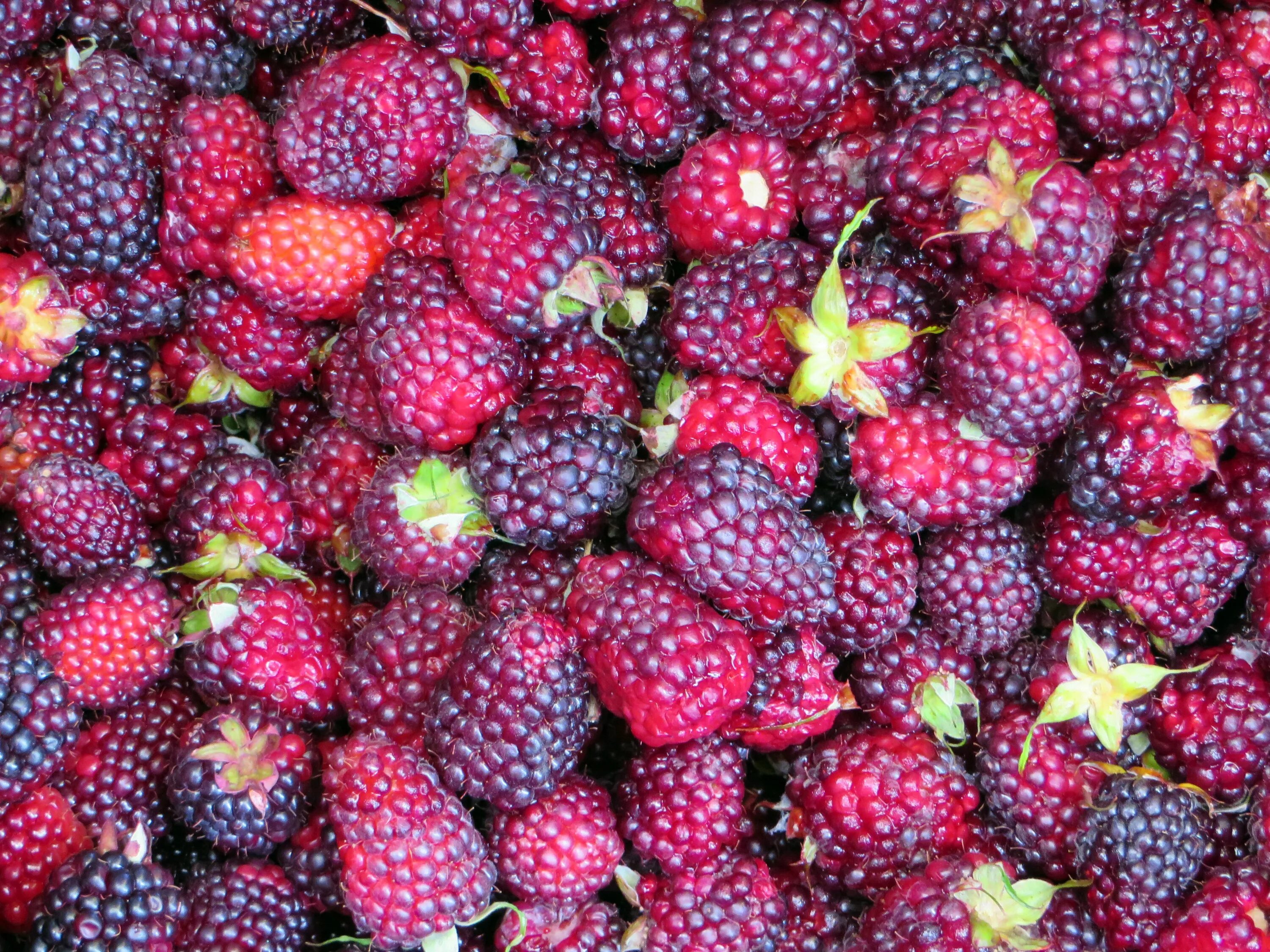 Клубника ежевика фото Free Images : plant, raspberry, berry, food, produce, market, blackberry, strawb