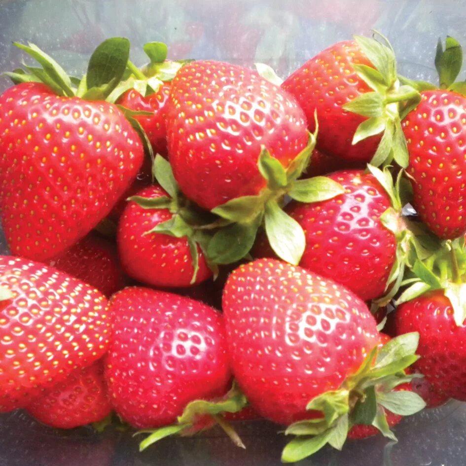 Клубника фаворит фото The Hub Strawberries Cambridge Favourite 10 Runners, only £ 9.99! - The Hub