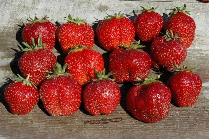 Клубника фаворит отзывы фото greenhouse's Крымские Зори in specifics, Krasnodar Territory, Krymskiy Municipal