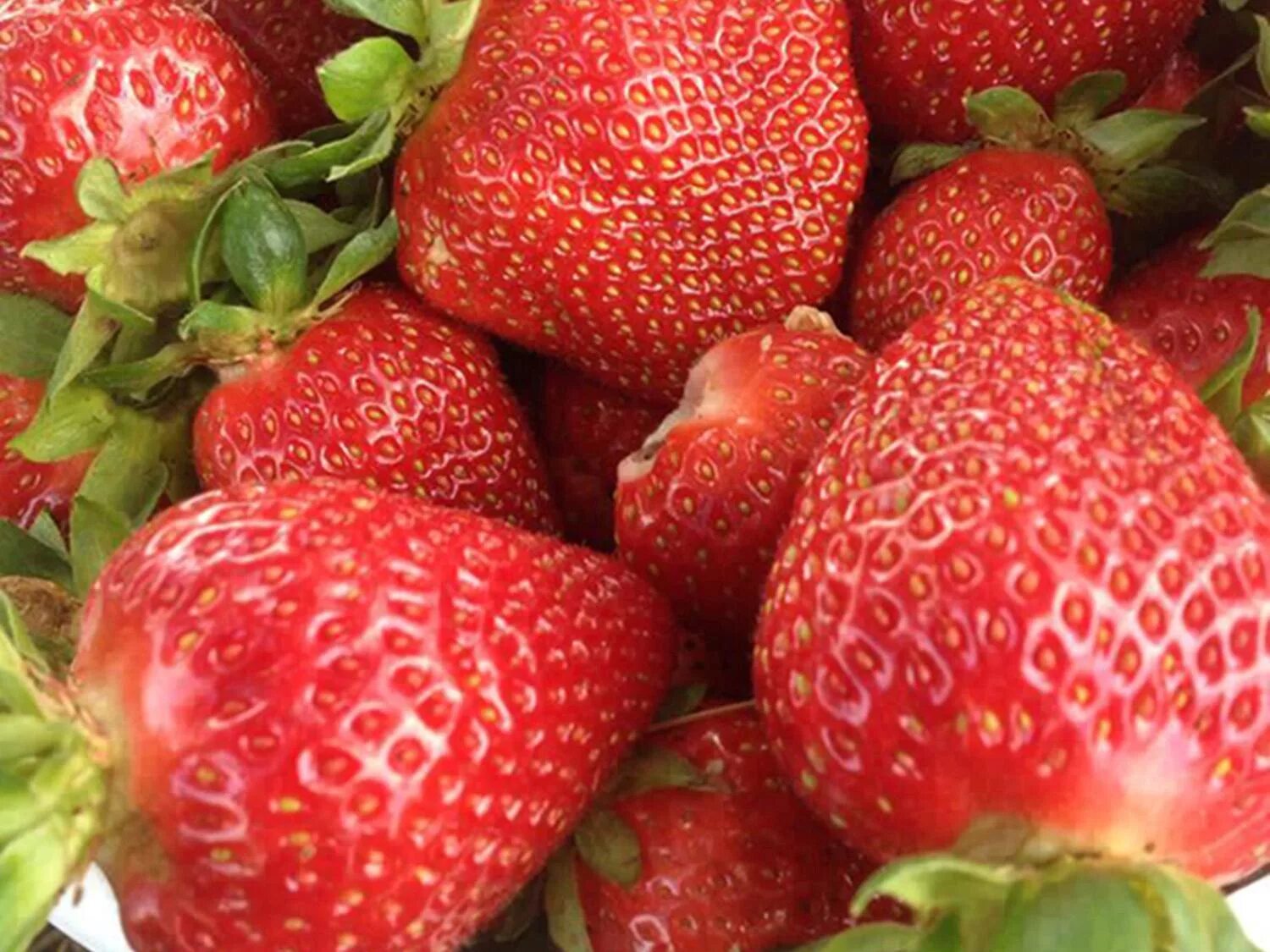 Клубника фестивальная фото отзывы Local strawberries are finally in season Page 15 Mississippi State University Ex