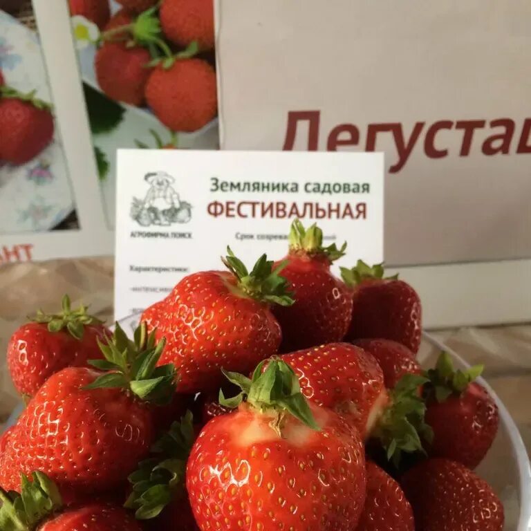 Клубника фестивальная ромашка описание сорта фото отзывы Земляника садовая Фестивальная - описание семян с фотографиями растения. Отзывы 