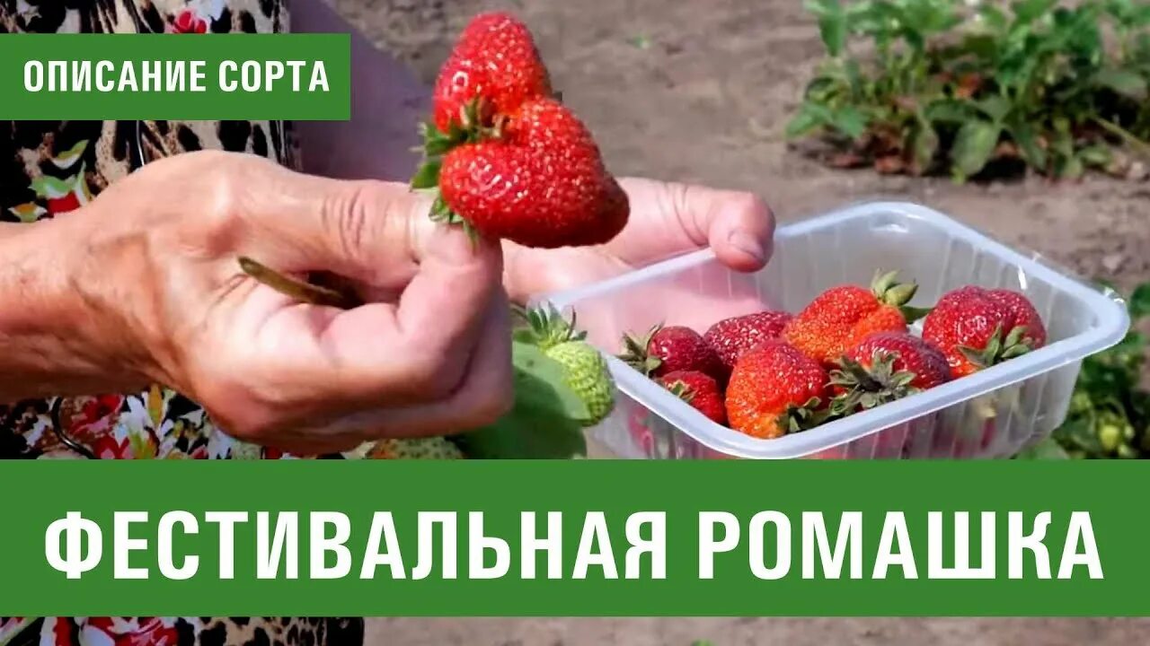 Клубника фестивальная ромашка описание сорта фото отзывы Фестивальная ромашка клубника описание отзывы фото: найдено 88 изображений