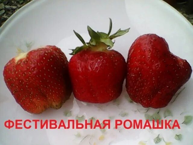 Клубника фестивальная ромашка описание сорта фото отзывы Клубника Фестивальная ромашка: описание сорта, фото, отзывы Food, Strawberry, Fr
