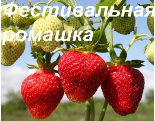 Клубника фестивальная ромашка описание сорта фото отзывы Земляника Фестивальная ромашка . Средняя ОСП