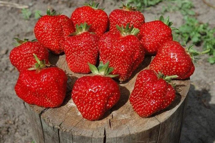 Клубника фестивальная ромашка описание сорта фото отзывы Купить Земляника садовая Фестивальная ромашка - Земляника - GardenPlants