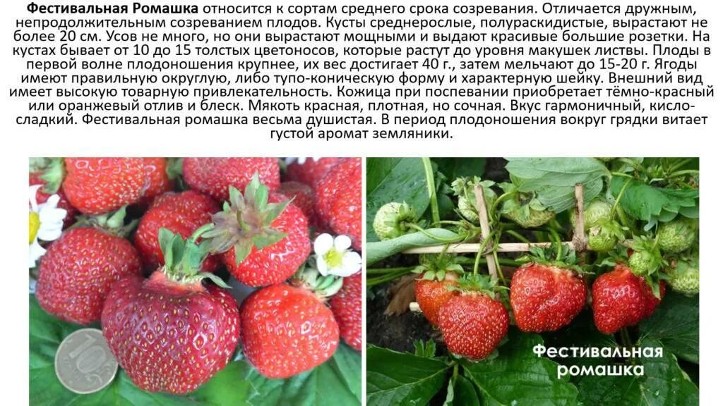 Клубника фестивальная ромашка описание сорта фото отзывы Клубника Дивная: описание выращивания сорта, агротехники и размножение