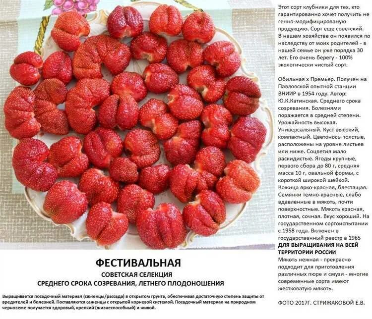 Клубника фестивальная ромашка описание сорта фото отзывы Фестивальная клубника: сорта, выращивание, уход и урожайность