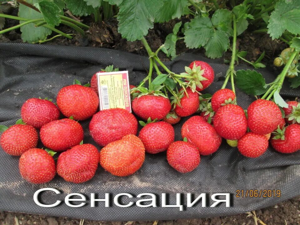 Клубника фейт описание сорта фото отзывы Земляника (клубника) садовая Сенсация (средняя) Купить в Москве по низкой цене