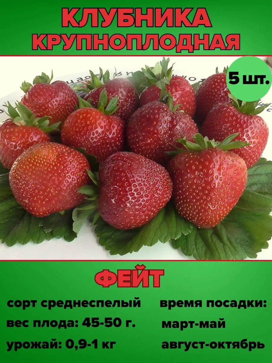 Клубника фейт описание сорта фото отзывы Клубника Фейт саженцы 5 шт. Harvest Garden 224615150 купить в интернет-магазине 